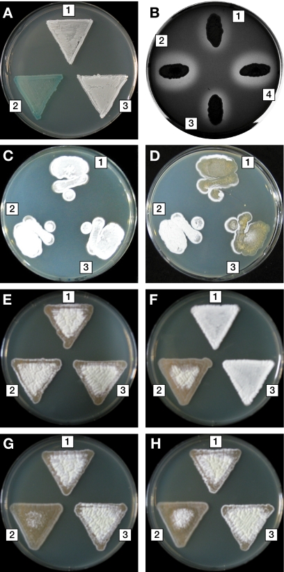 FIG. 2.