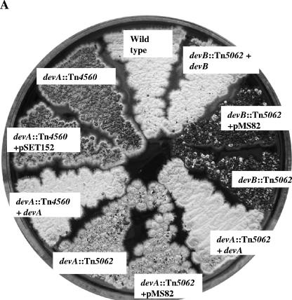 FIG.3.