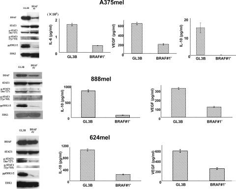 The BRAF–MAPK signaling pathway is essential for cancer-immune evasion ...