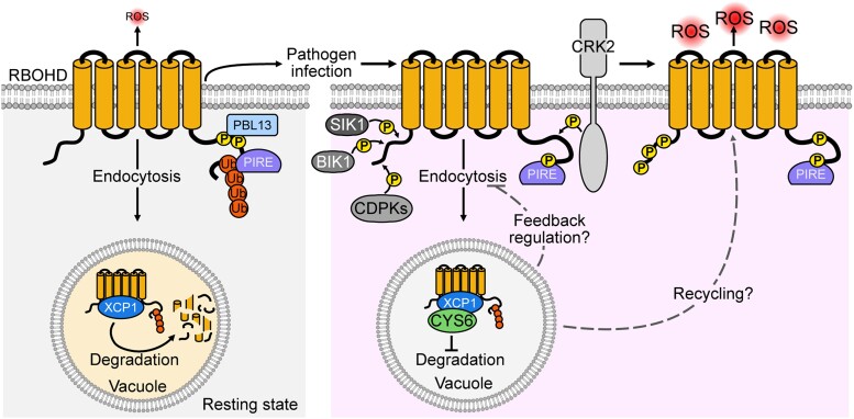 Figure 10.