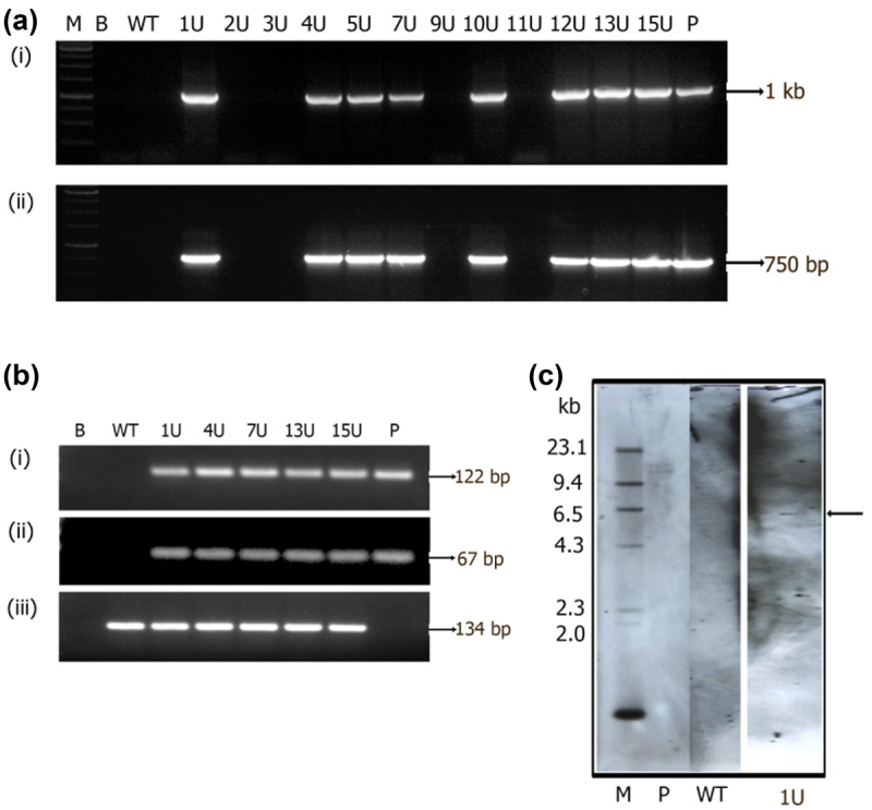 Figure 6.