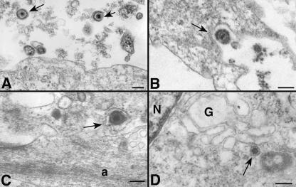 FIG. 6.