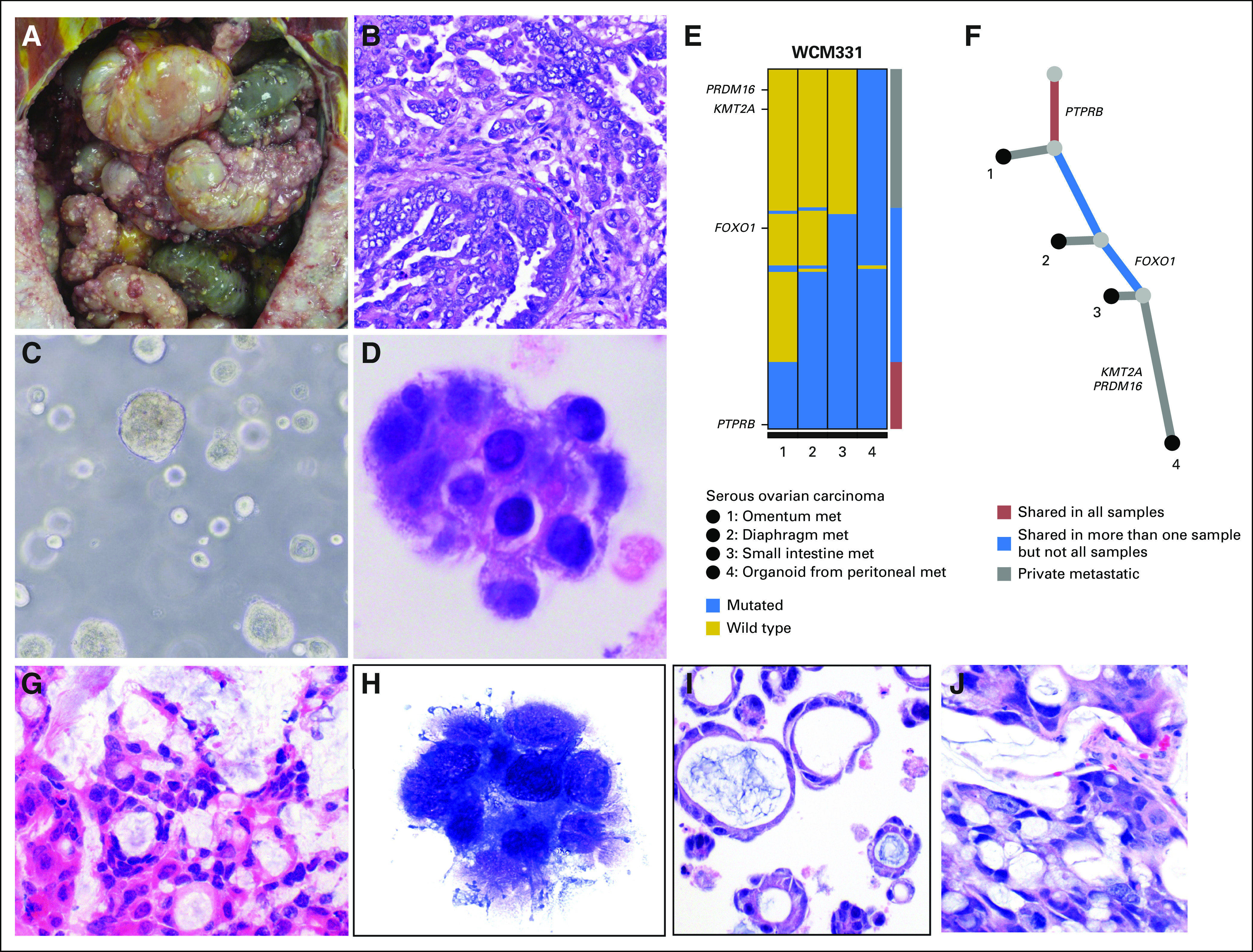 Fig 6.