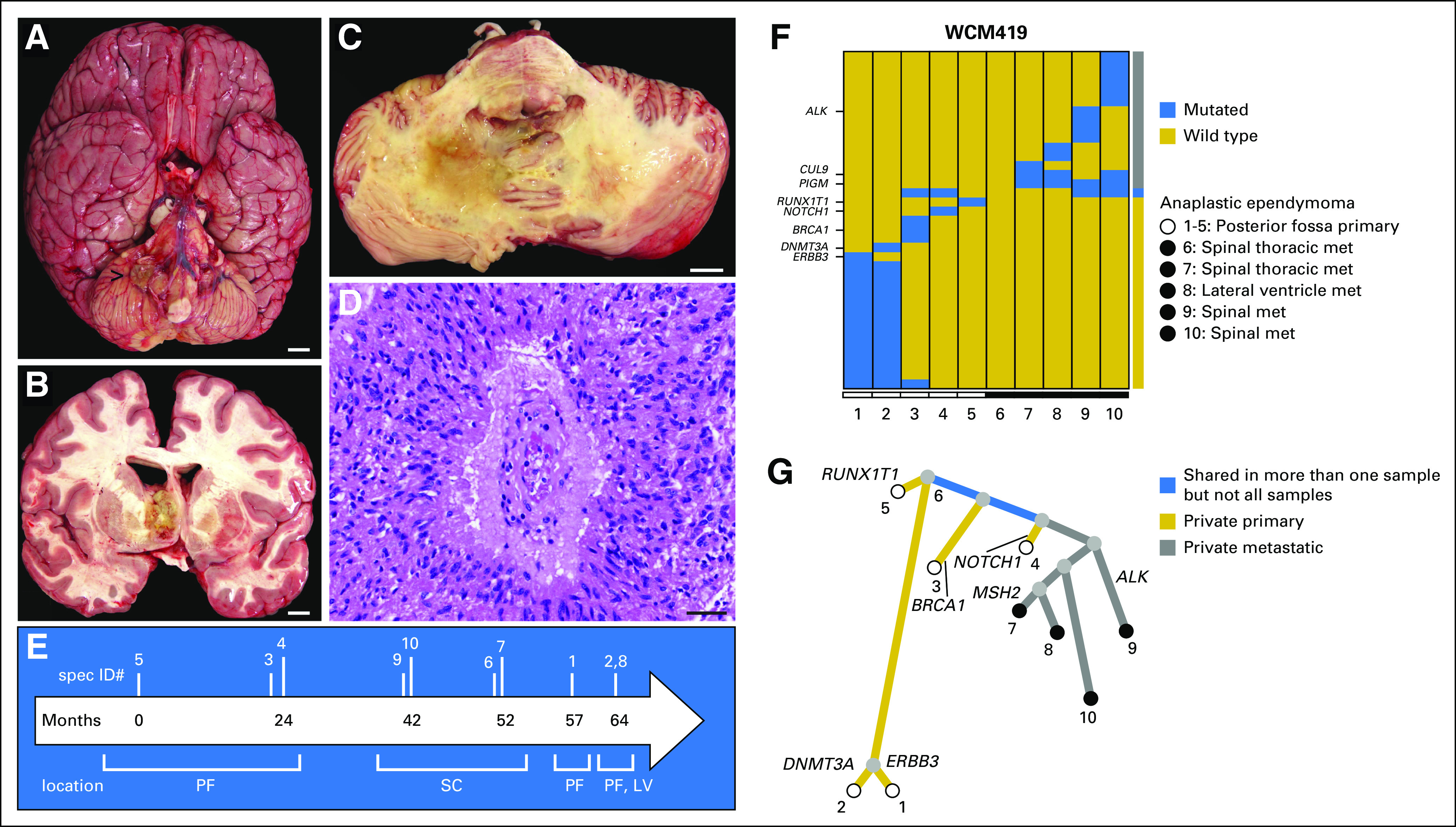 Fig 2.