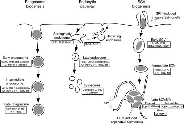 Figure 1: