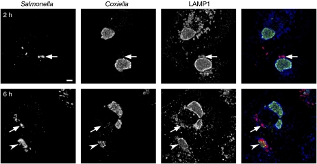 Figure 6: