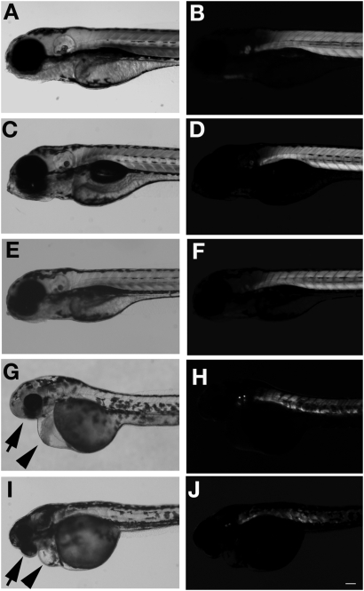 Figure 1.