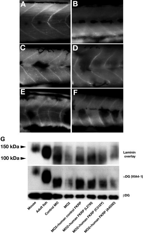 Figure 6.