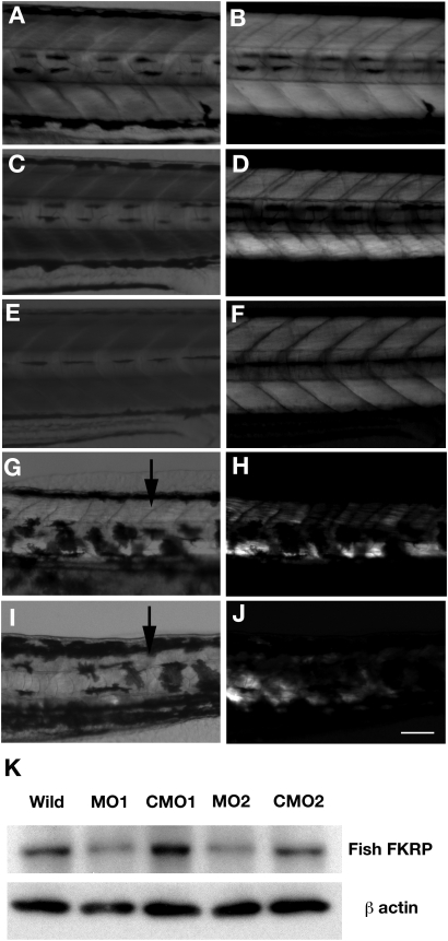 Figure 2.