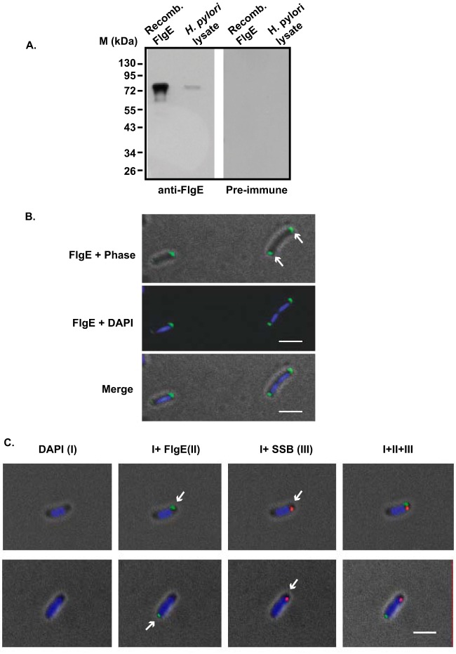 FIG 5