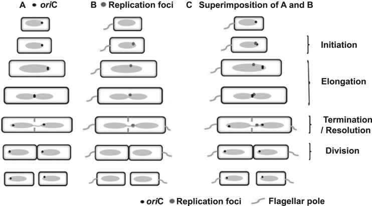 FIG 7