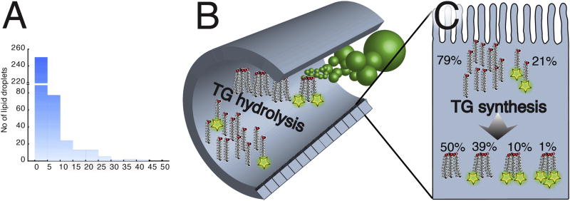 Fig.1