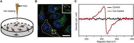 Fig. 2