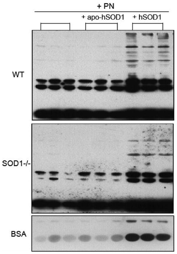 Fig. 5