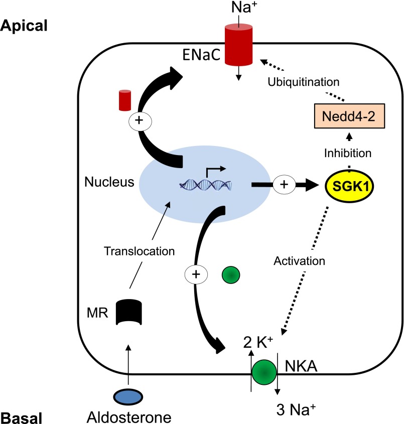 Figure 2.