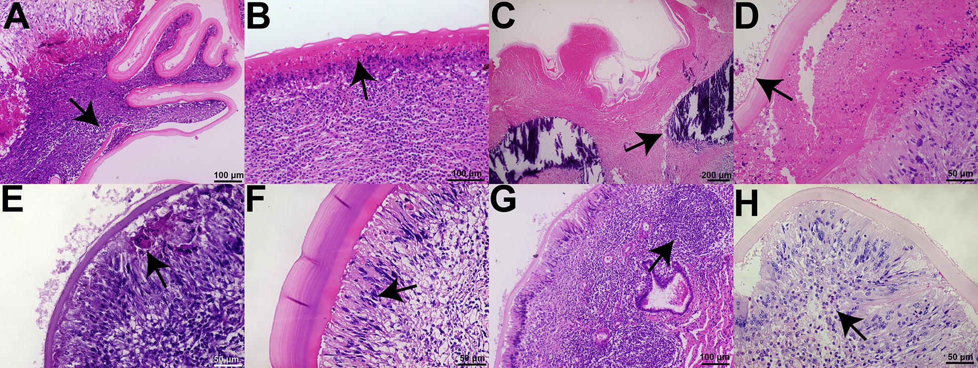 Figure  2