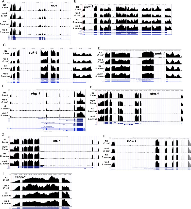 Figure 5—figure supplement 2.