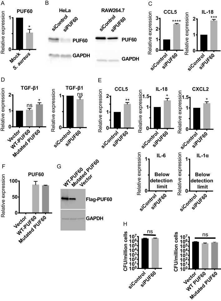 Figure 7—figure supplement 1.