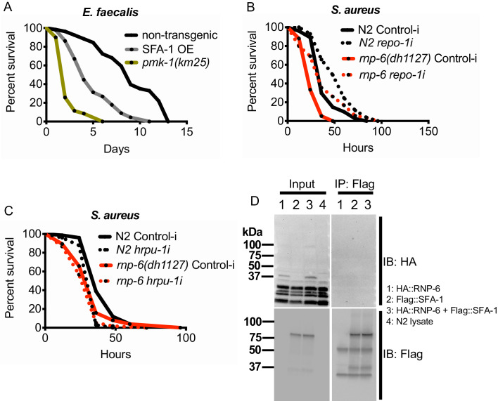 Figure 6—figure supplement 1.