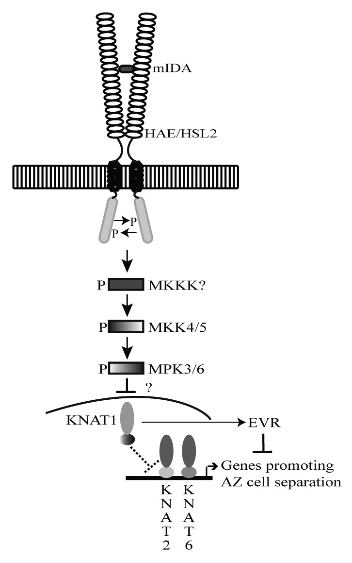 graphic file with name psb-7-135-g2.jpg