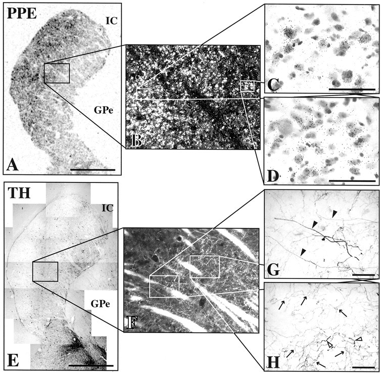 Fig. 11.