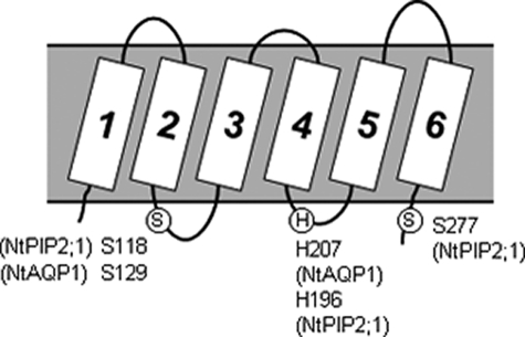 FIGURE 1.