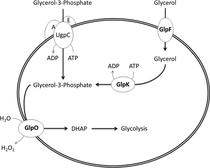 FIG 1