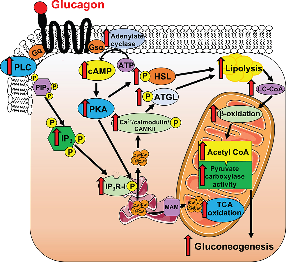 graphic file with name nihms-1549977-f0012.jpg