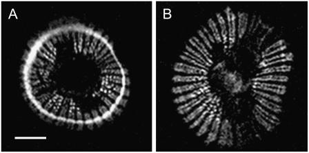 Figure 10.