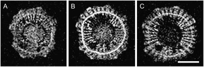 Figure 5.