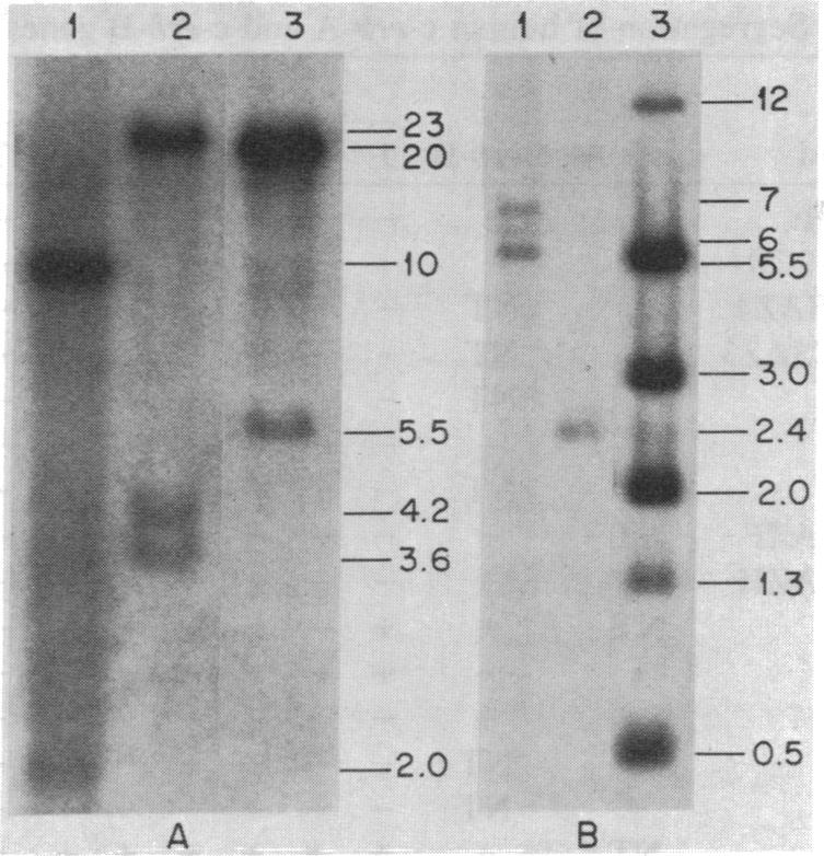 graphic file with name pnas00616-0266-a.jpg