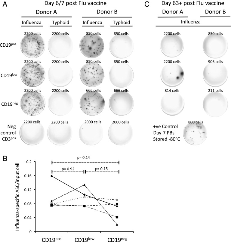 Early Emergence of CD19-Negative Human Antibody-Secreting Cells at the ...