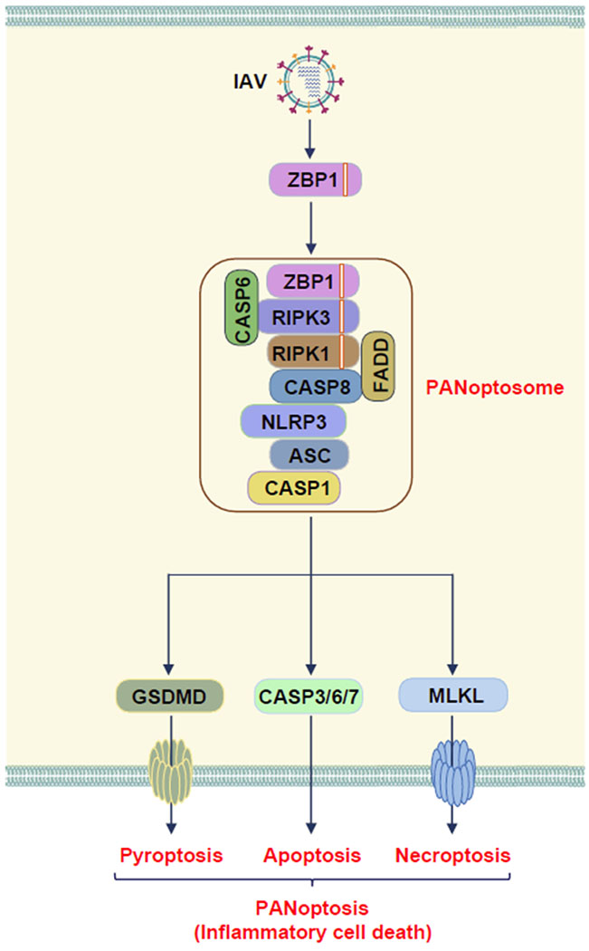 Figure 1: