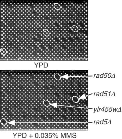 Fig 1.