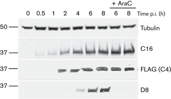 Fig. 1. 