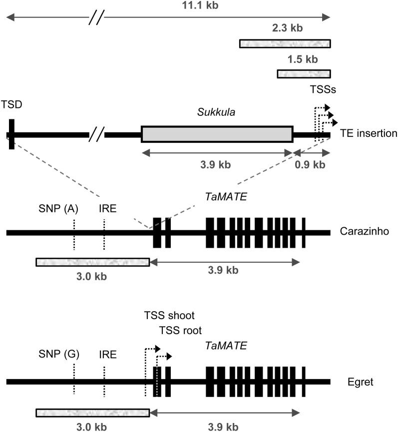 Figure 1.