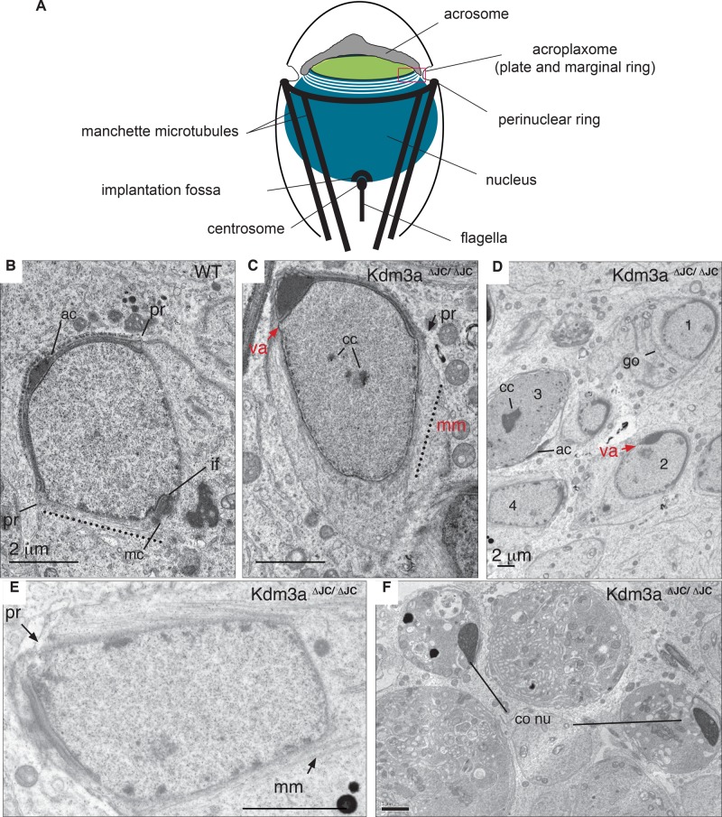 FIGURE 2: