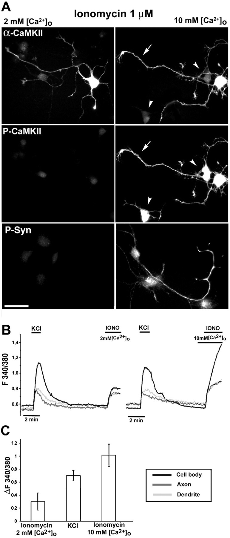 Fig. 5.