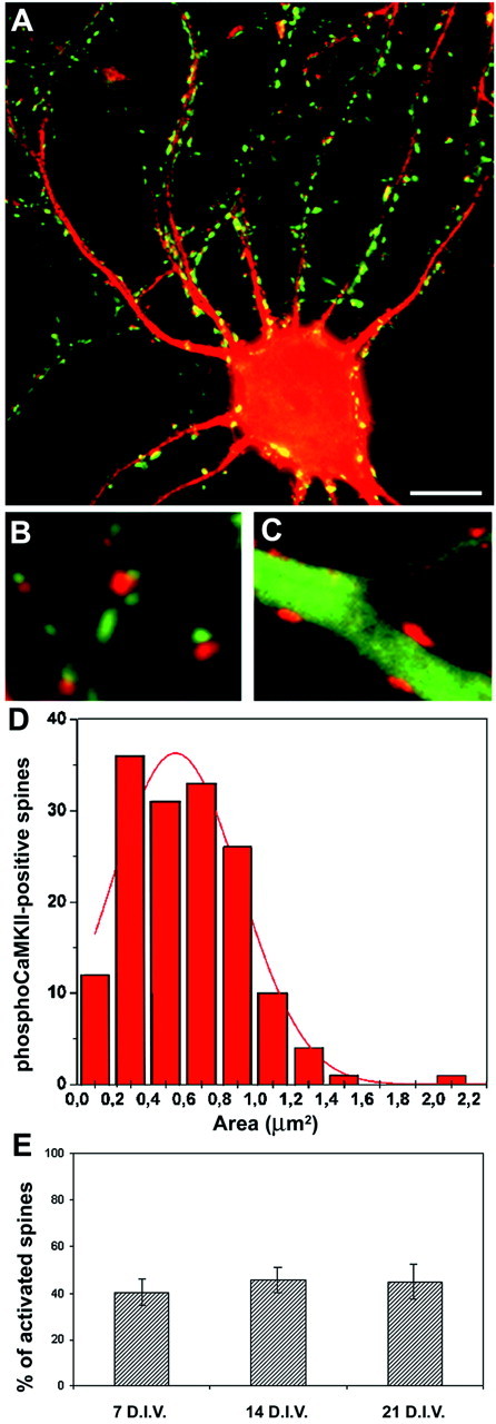 Fig. 10.