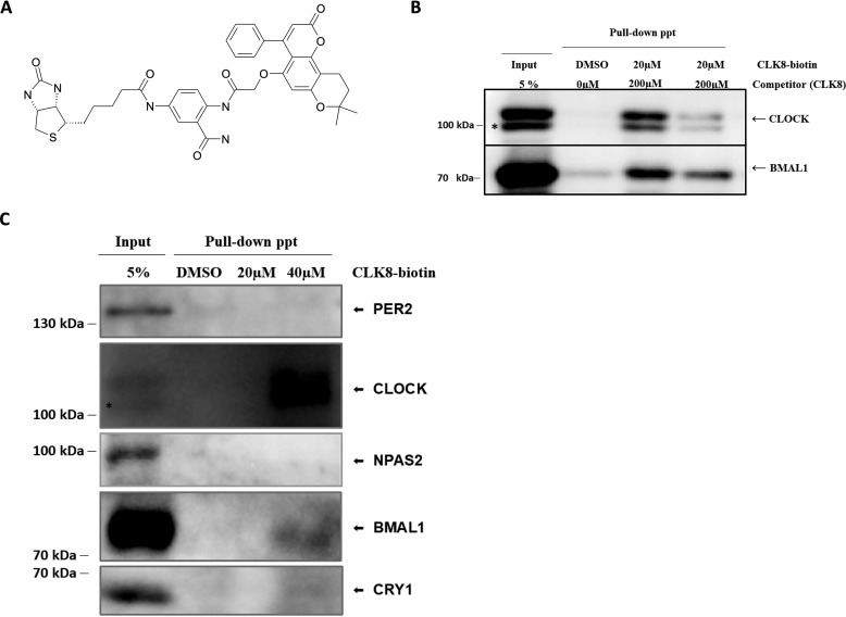 A CLOCK-binding small molecule disrupts the interaction between CLOCK ...