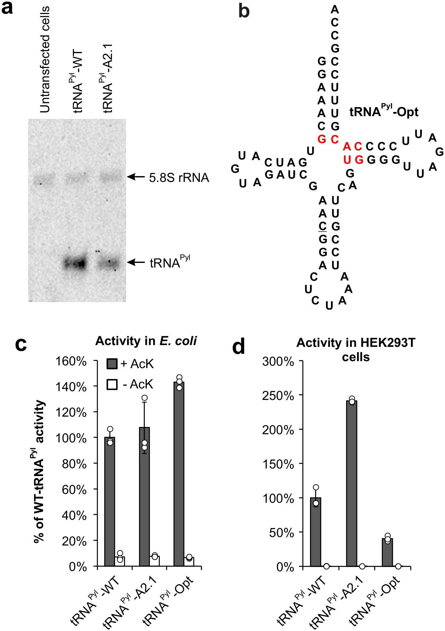 Virus-assisted directed evolution of enhanced suppressor tRNAs in ...