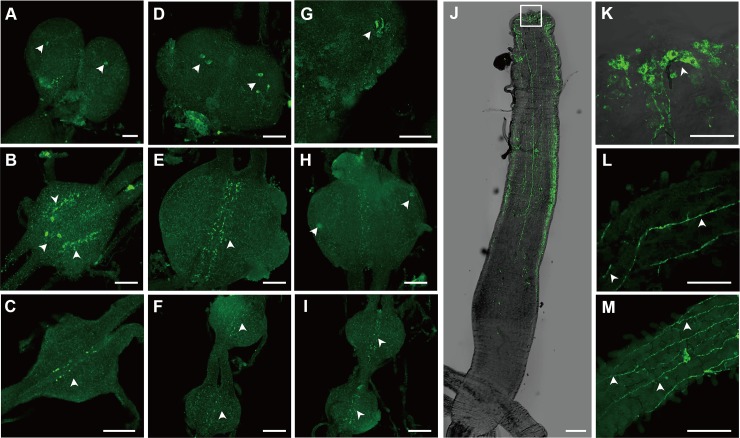 Fig 5