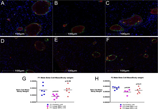 Figures 4A, 4B, 4C, 4D, 4E, and 4F, are photomicrographs. Figure 4G plots beta cell mass per body weight in F1 male mice [Control (n equals 6),] Lower BPA (n equals 6, p equals 0.03), and Upper BPA (n equals 6, p equals 0.99)]. Figure 4H plots beta cell mass per body weight in F2 male mice [Control (n equals 6),] Lower BPA (n equals 4, p equals 0.04), and Upper BPA (n equals 6, p equals 0.21). Beta cell mass per body weight is measured in gram per gram (y-axis). p-Values are relative to Control.