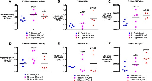 Figures 5A, 5B, and 5C, respectively, plot caspase 3 activity per total protein in RFU per microgram, BCL2 levels per total protein in picograms per microgram, and the ratio of phosphorylated AKT and total AKT per total protein in ratio per microgram (y-axis), for the F1 male caspase 3 activity [Control (n equals 5), Lower BPA (n equals 5, p equals 0.04), and Upper BPA (n equals 4, p equals 0.31)], F1 male BCL2 [Control (n equals 5), Lower BPA (n equals 5, p equals 0.57), and Upper BPA (n equals 4, p equals 0.06)], and F1 male AKT phos [Control (n equals 5), Lower BPA (n equals 5, p equals 0.18), and Upper BPA (n equals 4, p equals 0.05)]. Figures 5D, 5E, and 5F, respectively, plot caspase 3 activity per total protein in RFU per microgram, BCL2 levels in total protein per picograms per microgram, and the ratio of phosphorylated AKT and total AKT per total protein in ratio per microgram (y-axis), for the F2 male caspase 3 activity [Control (n equals 5), Lower BPA (n equals 5, p equals 0.08), and Upper BPA (n equals 5, p equals 0.98)], F2 male BCL2 [Control (n equals 5), Lower BPA (n equals 5, p equals 0.89), and Upper BPA (n equals 5, p equals 0.68)], and F2 male AKT phos [Control (n equals 5), Lower BPA (n equals 5, p equals 0.32), and Upper BPA (n equals 5, p equals 0.01)]. p-Values are relative to Control.