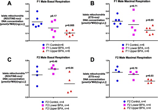 Figure 3A plots basal respiration in F1 male mice [Control (n equals 6), Lower BPA (n equals 5, p equals 0.17), and Upper BPA (n equals 6, p equals 0.005)]. Figure 3B plots maximal respiration in F1 male mice [Control (n equals 6), Lower BPA (n equals 5, p equals 0.71), and Upper BPA (n equals 6, p equals 0.05)]. Figure 3C plots basal respiration in F2 male mice [Control (n equals 4), Lower BPA (n equals 4, p equals 0.48), and Upper BPA (n equals 4, p equals 0.04)]. Figure 3D plots maximal respiration in F2 male mice [Control (n equals 4), Lower BPA (n equals 4, p equals 0.70), and Upper BPA (n equals 4, p equals 0.03)]. The consumption of islet mitochondrial oxygen per DNA concentration is measured in picomole per seconds times million cells per nanograms per microliter (y-axis) for all the four graphs. p-Values are relative to Control.