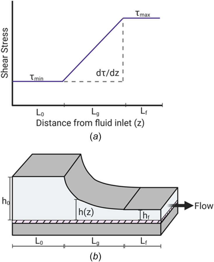 Characterization of the modification of tapering of the top plate. (a) The modification of producing a variable height of the PPFC by tapering the top plate forms three distinct experimental regions along the distance from the fluid inlet. As the fluid flows into the entrance, the height of the chamber is at its maximum, h0. This generates a constant, minimum shear stress along the entrance length, L0. As the height decreases, a positive, uniform SSG is generated for the gradient length of Lg. Shear stress reaches its maximum along the exit region of Lf at the minimum height of hf. (b) Schematic diagram of the modification of the tapering of the top plate. The hatched region represents the endothelial monolayer.