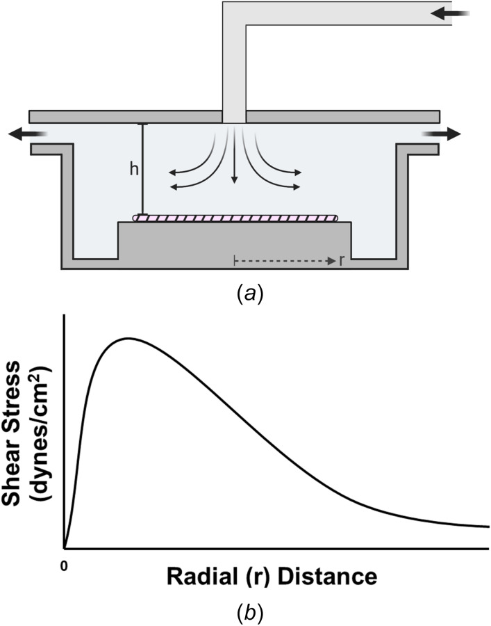 Characterization of the radial impinging flow chamber. (a) Schematic diagram of the radial impinging flow chamber. Disturbed flow is created by fluid flowing downward from a height h onto the surface of the cellular monolayer, shown by the hatched region. (b) Schematic of the wall shear stress profile at the monolayer. Wall shear stress is spatially dependent on both the initial height/geometry of the inlet and the radial distance from the stagnation point of the impinging flow. For each flow system, the exact magnitude and values of the SS produced beyond the stagnation point should be computed with CFD simulations.