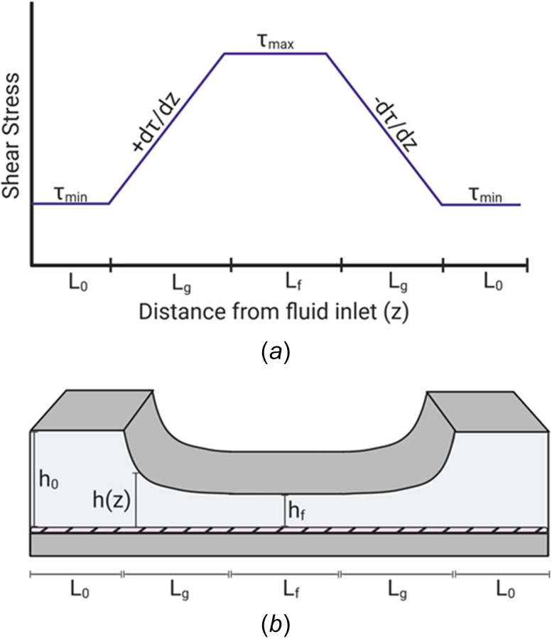 Characterization of the SSG chamber. (a) The modification of a variable height of the top plate of the PPFC forms four distinct experimental regions. Shear stress is either at its minimum or maximum values when the top plate is at its maximum height along the entrance length L0 or at its minimum height along the length Lf, respectively. Constant SSGs are formed along the varying height of the converging or diverging regions of equal lengths of Lg. The converging and diverging regions will generate either a uniform, positive SSG or a uniform, negative SSG, respectively. (b) Schematic diagram of a SSG chamber. As the fluid flows from the entrance region of height h0 and length L0, the shear stress at the monolayer is at a constant minimum. As the height of the top plate decreases, a converging region with a uniform, positive SSG is generated along the length Lg. As the height reaches a constant minimum of height hf, the shear stress at the monolayer is a constant maximum along the length Lf. As the height of the top plate increases, a diverging region with a uniform, negative SSG is generated along the length Lg.