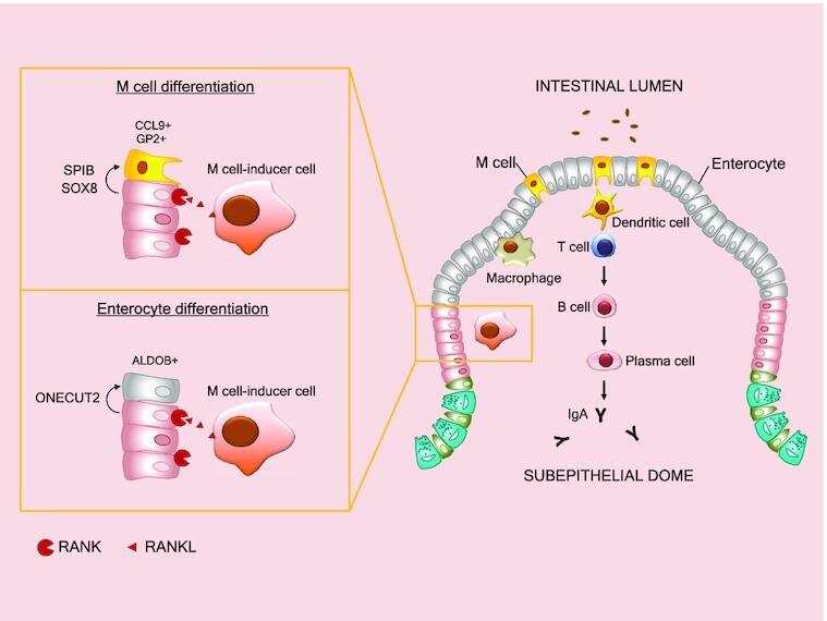 Graphical Abstract