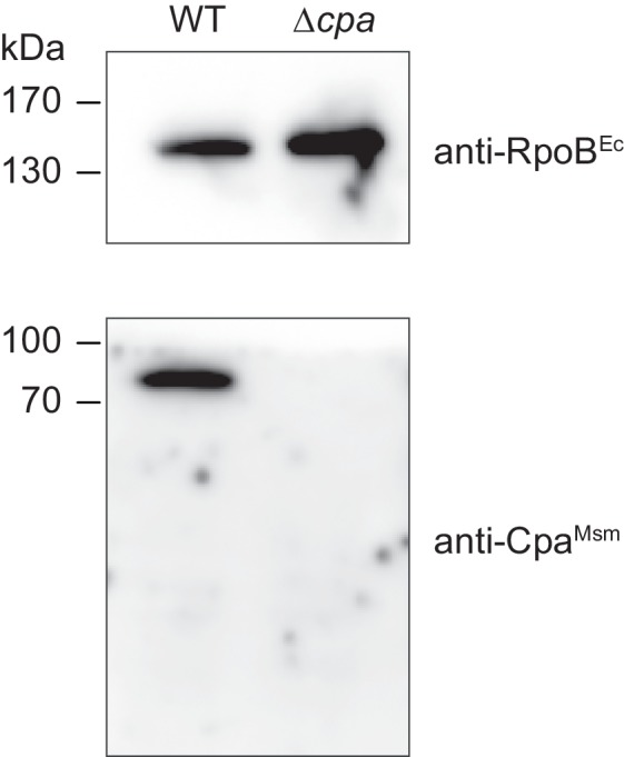 Figure 7—figure supplement 1.